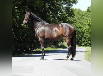 Koń oldenburski, Klacz, 13 lat, 160 cm, Ciemnogniada