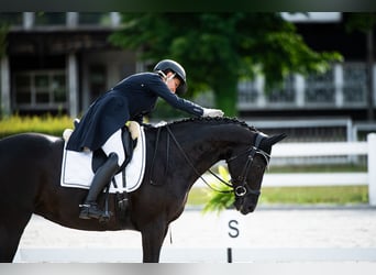 Koń oldenburski, Klacz, 13 lat, 164 cm, Kara