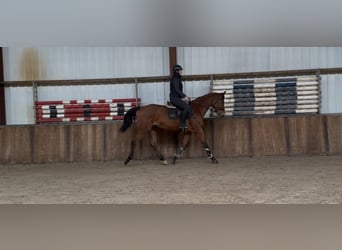 Koń oldenburski, Klacz, 13 lat, 165 cm, Gniada