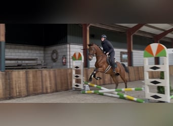 Koń oldenburski, Klacz, 13 lat, 165 cm, Gniada