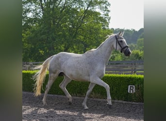 Koń oldenburski, Klacz, 13 lat, 165 cm, Siwa w hreczce