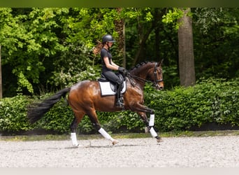 Koń oldenburski, Klacz, 13 lat, 167 cm, Ciemnogniada