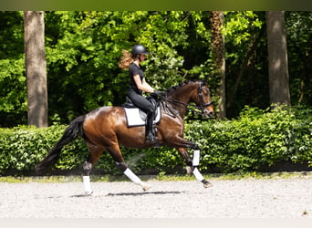 Koń oldenburski, Klacz, 13 lat, 167 cm, Ciemnogniada