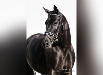 Koń oldenburski, Klacz, 13 lat, 168 cm, Kara