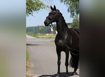 Koń oldenburski, Klacz, 13 lat, 169 cm, Skarogniada