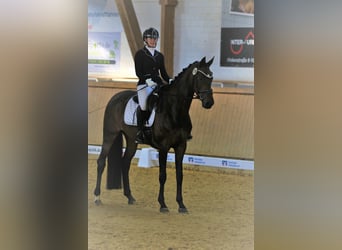 Koń oldenburski, Klacz, 13 lat, 169 cm, Skarogniada