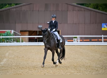 Koń oldenburski, Klacz, 13 lat, 170 cm, Kara