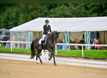 Koń oldenburski, Klacz, 13 lat, 170 cm, Kara