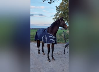 Koń oldenburski, Klacz, 13 lat, 173 cm, Ciemnogniada