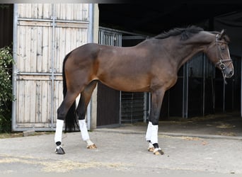 Koń oldenburski, Klacz, 13 lat, 173 cm, Gniada