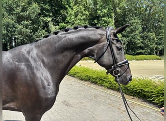 Koń oldenburski, Klacz, 13 lat, 175 cm, Skarogniada