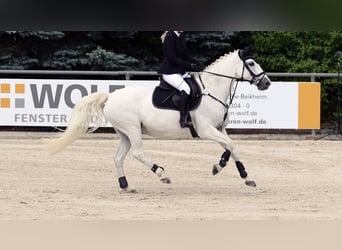 Koń oldenburski, Klacz, 14 lat, 160 cm, Siwa