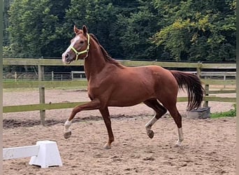Koń oldenburski, Klacz, 14 lat, 164 cm, Kasztanowata