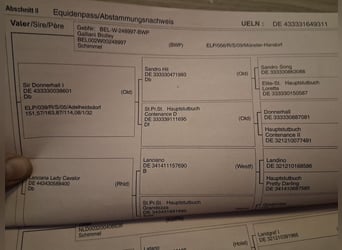 Koń oldenburski, Klacz, 14 lat, 164 cm, Siwa