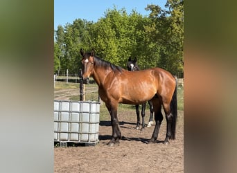 Koń oldenburski, Klacz, 14 lat, 165 cm, Gniada