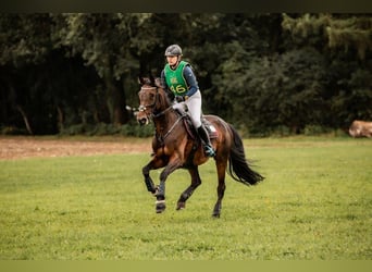 Koń oldenburski, Klacz, 14 lat, 166 cm, Ciemnogniada