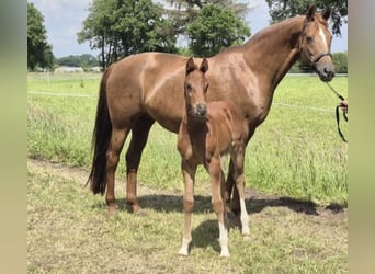 Koń oldenburski, Klacz, 14 lat, 168 cm, Ciemnokasztanowata