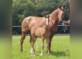 Koń oldenburski, Klacz, 14 lat, 168 cm, Ciemnokasztanowata