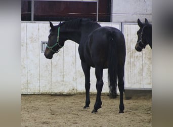 Koń oldenburski, Klacz, 14 lat, 170 cm, Ciemnogniada