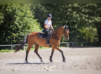 Koń oldenburski, Klacz, 14 lat, 170 cm, Gniada