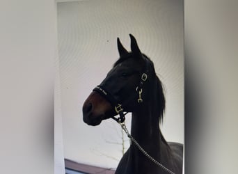 Koń oldenburski, Klacz, 14 lat, 173 cm, Ciemnogniada