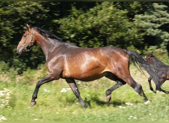 Koń oldenburski, Klacz, 14 lat, 173 cm, Ciemnogniada