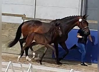 Koń oldenburski, Klacz, 14 lat, 173 cm, Ciemnogniada