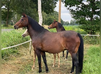 Koń oldenburski, Klacz, 15 lat, 160 cm, Gniada