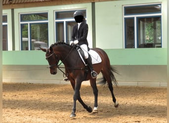 Koń oldenburski, Klacz, 15 lat, 160 cm, Gniada