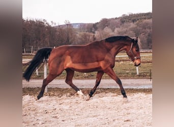 Koń oldenburski, Klacz, 15 lat, 160 cm, Gniada