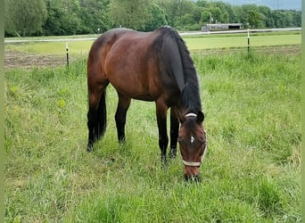 Koń oldenburski, Klacz, 15 lat, 162 cm, Ciemnogniada