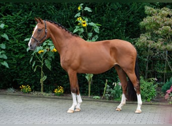 Koń oldenburski, Klacz, 15 lat, 165 cm, Gniada