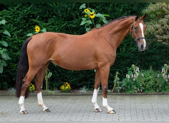 Koń oldenburski, Klacz, 15 lat, 165 cm, Gniada