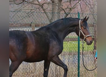 Koń oldenburski, Klacz, 15 lat, 165 cm, Gniada