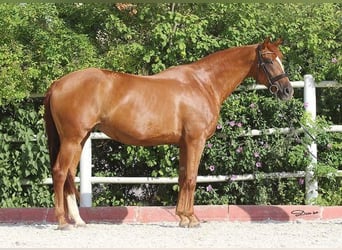 Koń oldenburski, Klacz, 15 lat, 165 cm, Kasztanowata