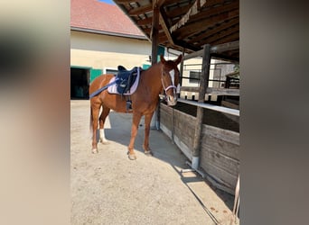 Koń oldenburski, Klacz, 15 lat, 165 cm, Kasztanowata