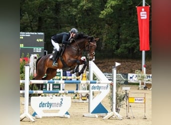 Koń oldenburski, Klacz, 15 lat, 166 cm, Ciemnogniada