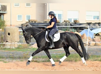Koń oldenburski, Klacz, 15 lat, 167 cm, Kasztanowata