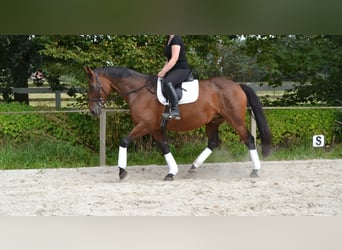 Koń oldenburski, Klacz, 15 lat, 168 cm