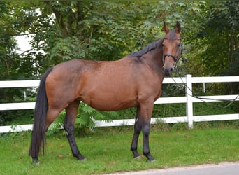 Koń oldenburski, Klacz, 15 lat, 168 cm