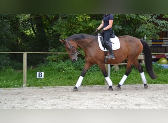 Koń oldenburski, Klacz, 15 lat, 168 cm