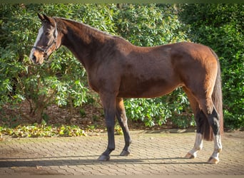 Koń oldenburski, Klacz, 15 lat, 173 cm, Ciemnogniada