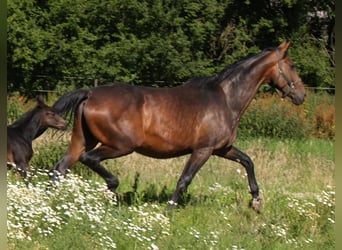 Koń oldenburski, Klacz, 15 lat, 173 cm, Ciemnogniada