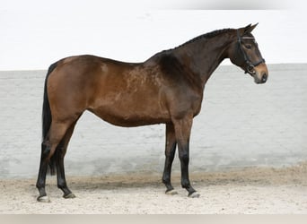 Koń oldenburski, Klacz, 16 lat, 163 cm, Gniada