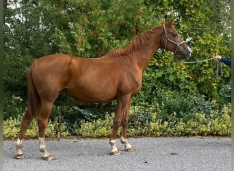 Koń oldenburski, Klacz, 16 lat, 166 cm, Ciemnokasztanowata