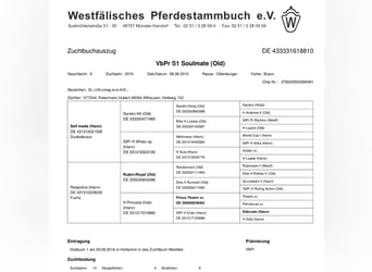 Koń oldenburski, Klacz, 16 lat, 168 cm, Gniada