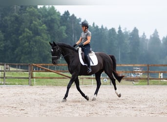Koń oldenburski, Klacz, 16 lat, 168 cm, Kara