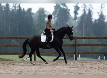 Koń oldenburski, Klacz, 16 lat, 168 cm, Kara