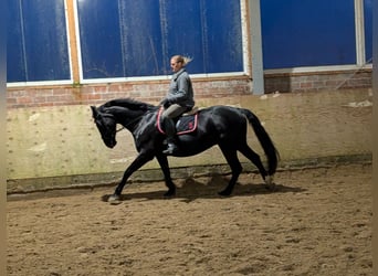 Koń oldenburski, Klacz, 16 lat, 170 cm, Kara