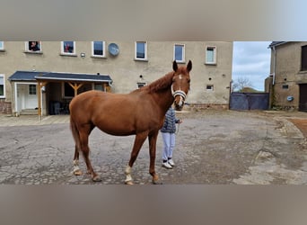 Koń oldenburski, Klacz, 16 lat, 170 cm, Kasztanowata